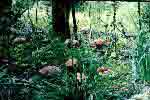 подосиновики в Вепсском лесу